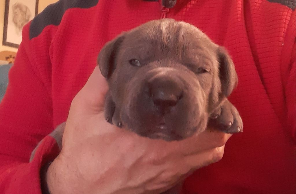 Du Clos des Trois Rivières - Nouvelles photos des chiots de Nina 