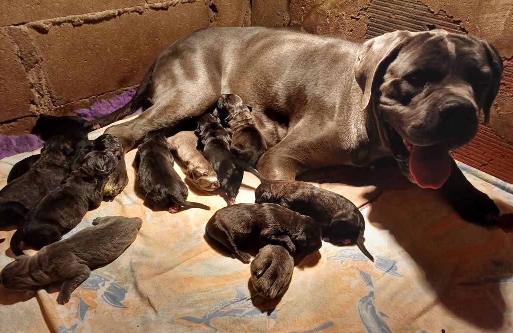 chiot Cane Corso Du Clos des Trois Rivières