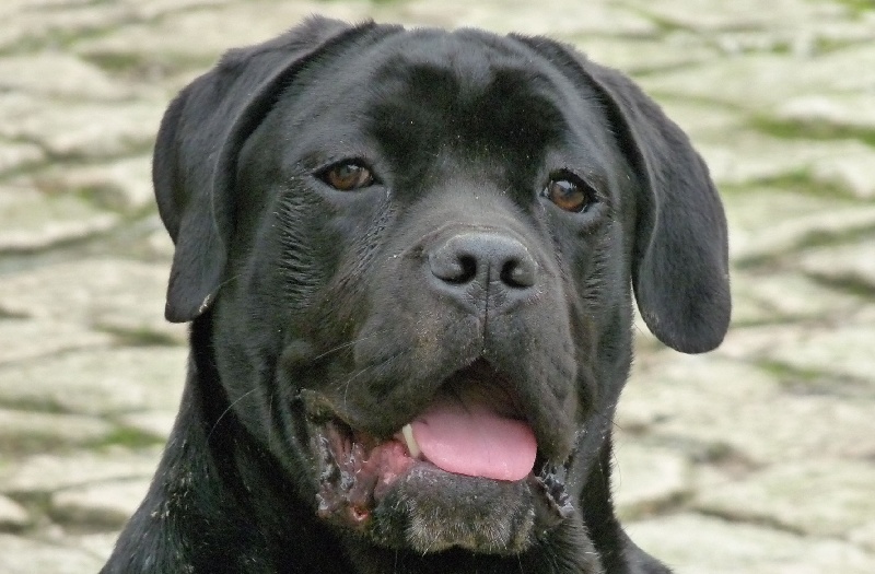 Dina Du Clos des Trois Rivières