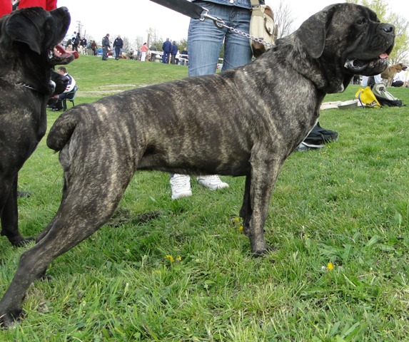 CH. D'italia Du Clos des Trois Rivières