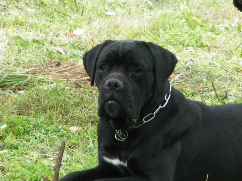Frenklin Du Clos des Trois Rivières