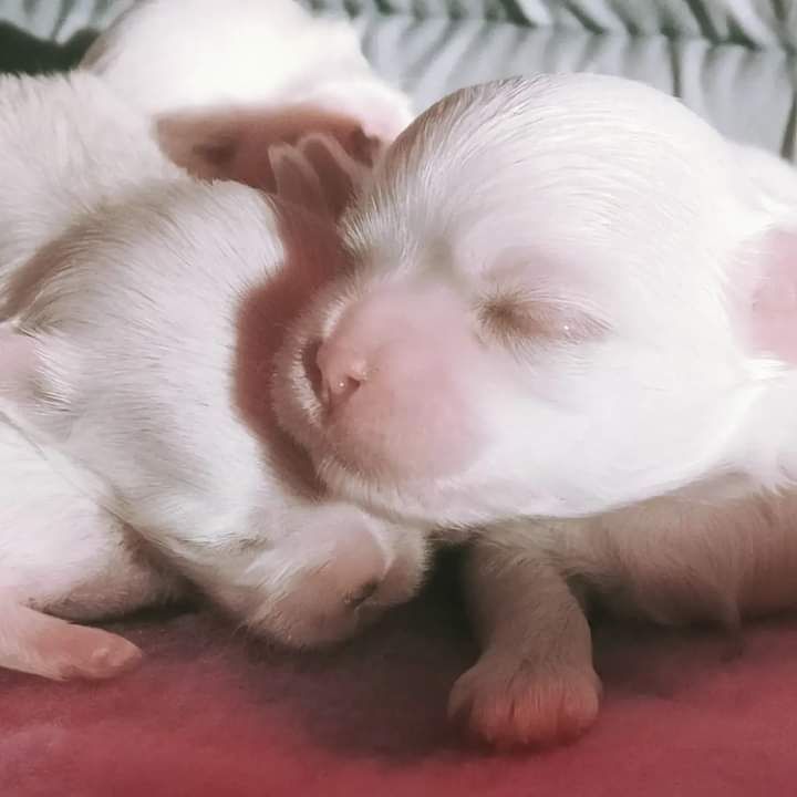 Du Clos des Trois Rivières - Chiot bichon maltais à réserver 