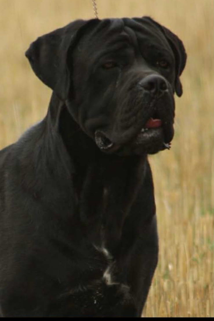 Gestation confirmé pour notre belle Swing