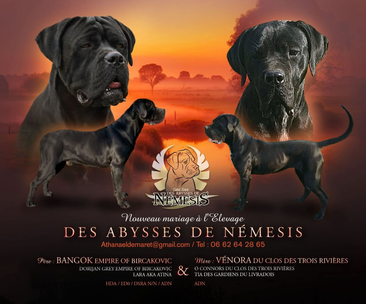 2 portées sont née à l'élevage