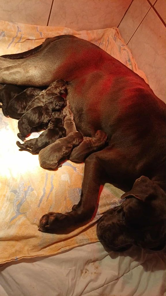 Les chiots sont arrivés 