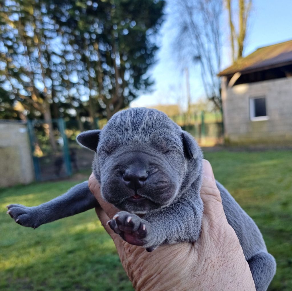 Du Clos des Trois Rivières - Chiots disponibles - Cane Corso