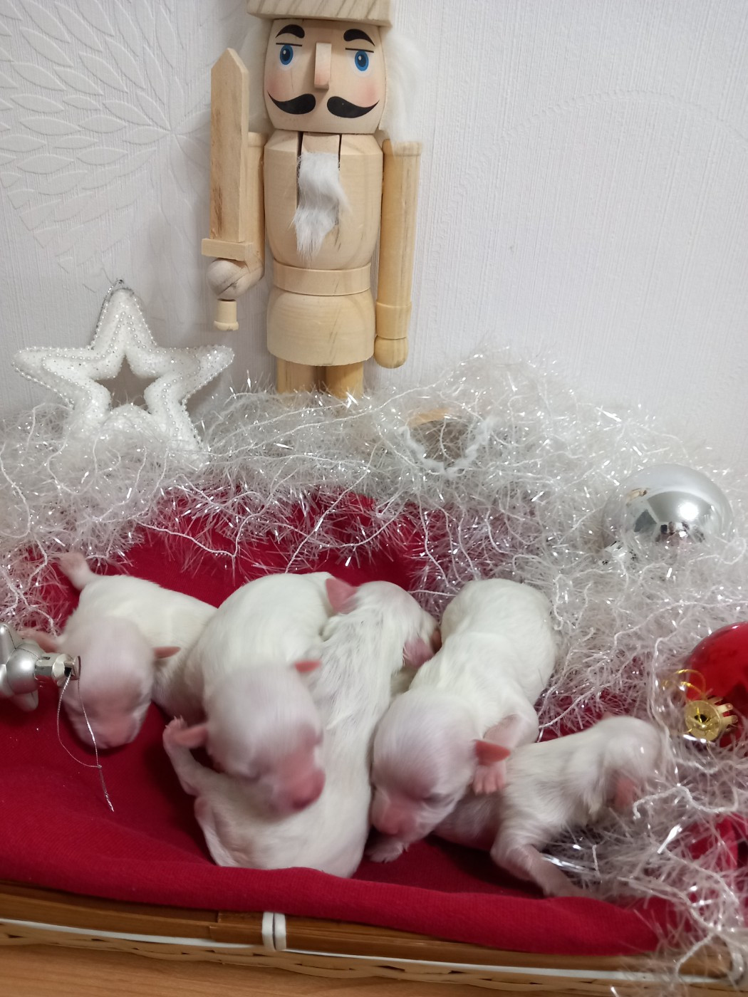 Chiot Bichon maltais Du Clos des Trois Rivières