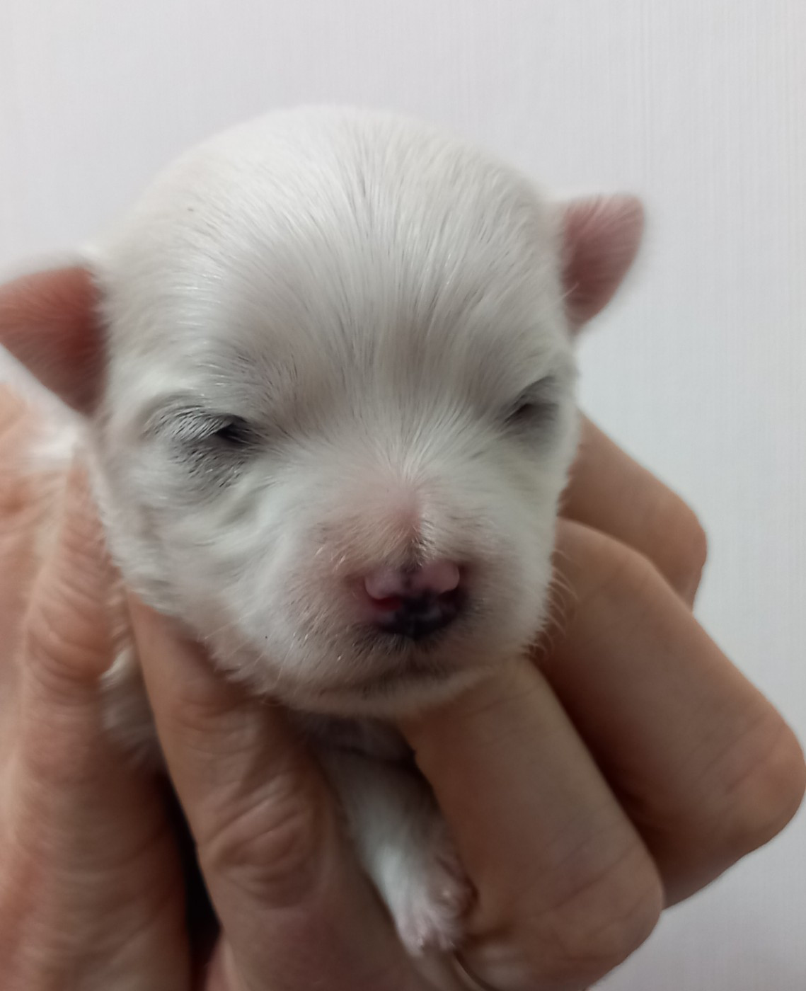 Du Clos des Trois Rivières - Chiots disponibles - Bichon maltais