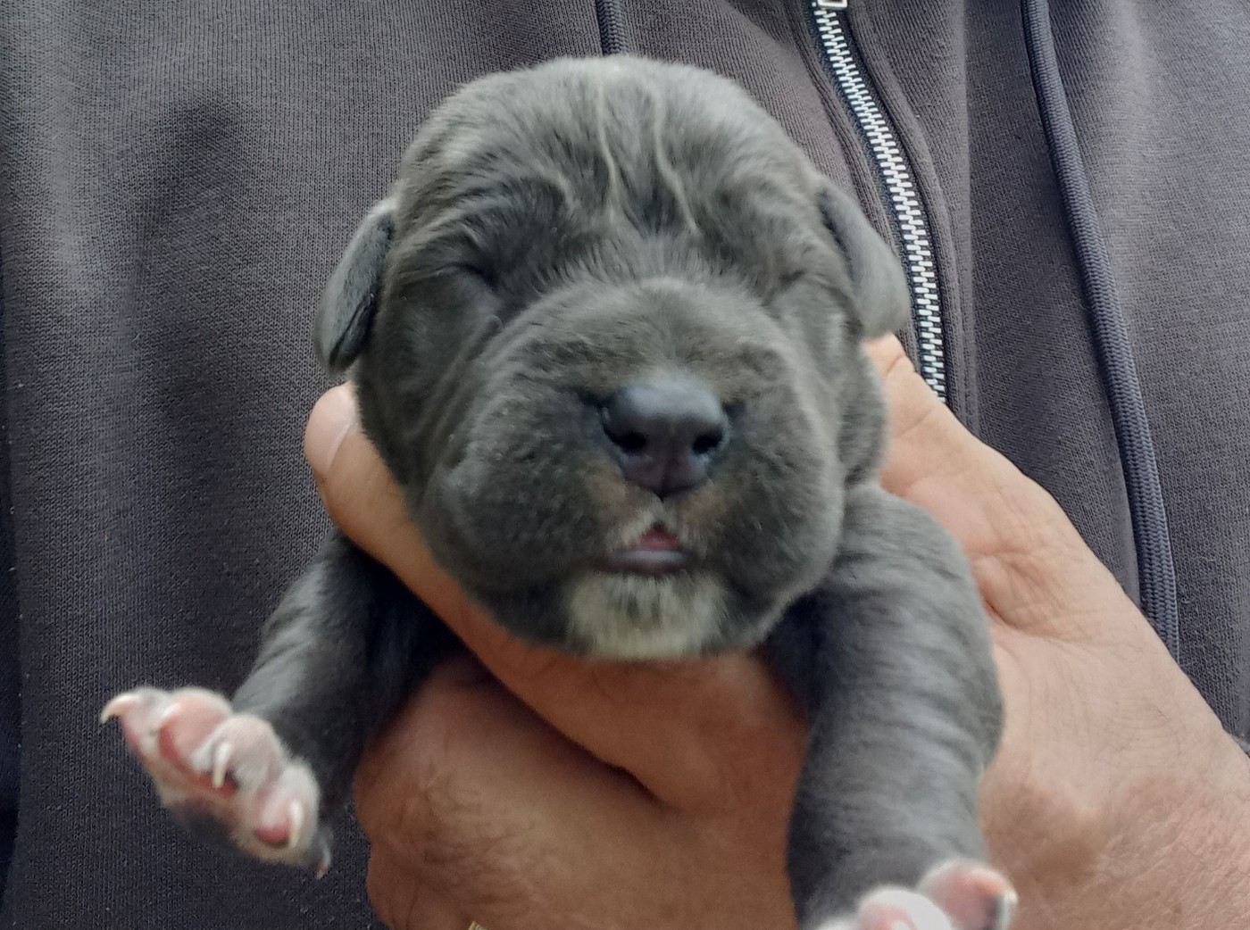 Du Clos des Trois Rivières - Cane Corso - Portée née le 03/04/2026