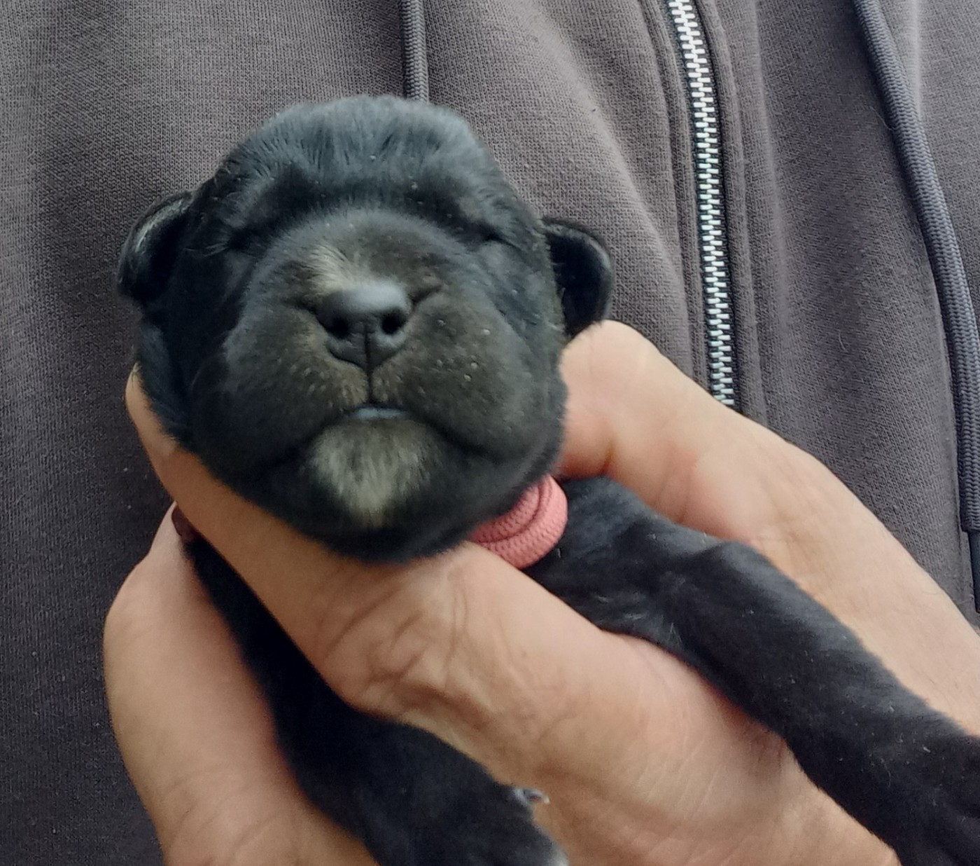 Du Clos des Trois Rivières - Chiots disponibles - Cane Corso