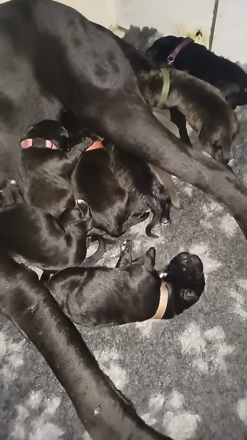 Chiot Cane Corso Du Clos des Trois Rivières