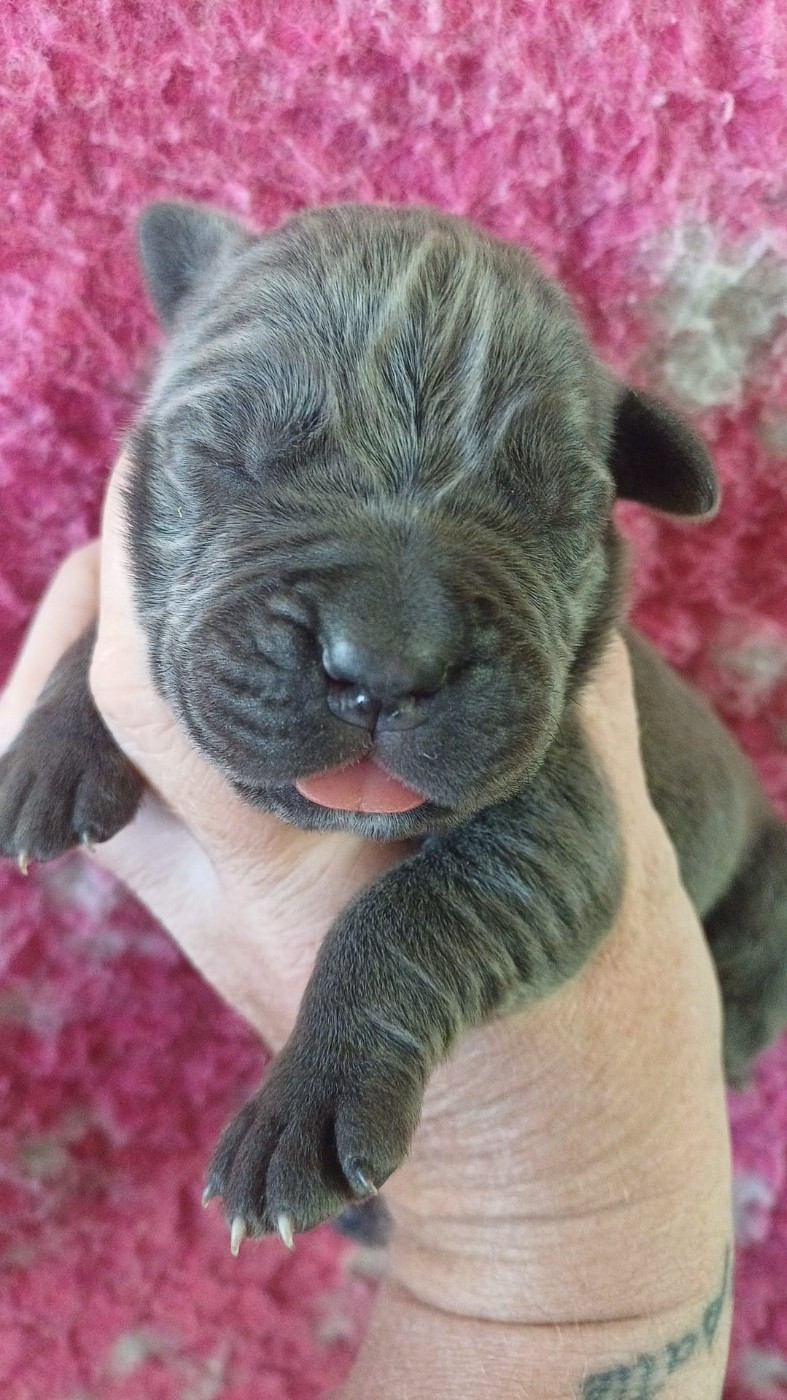 Du Clos des Trois Rivières - Chiots disponibles - Cane Corso