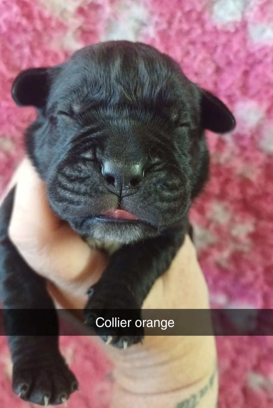 Du Clos des Trois Rivières - Chiots disponibles - Cane Corso