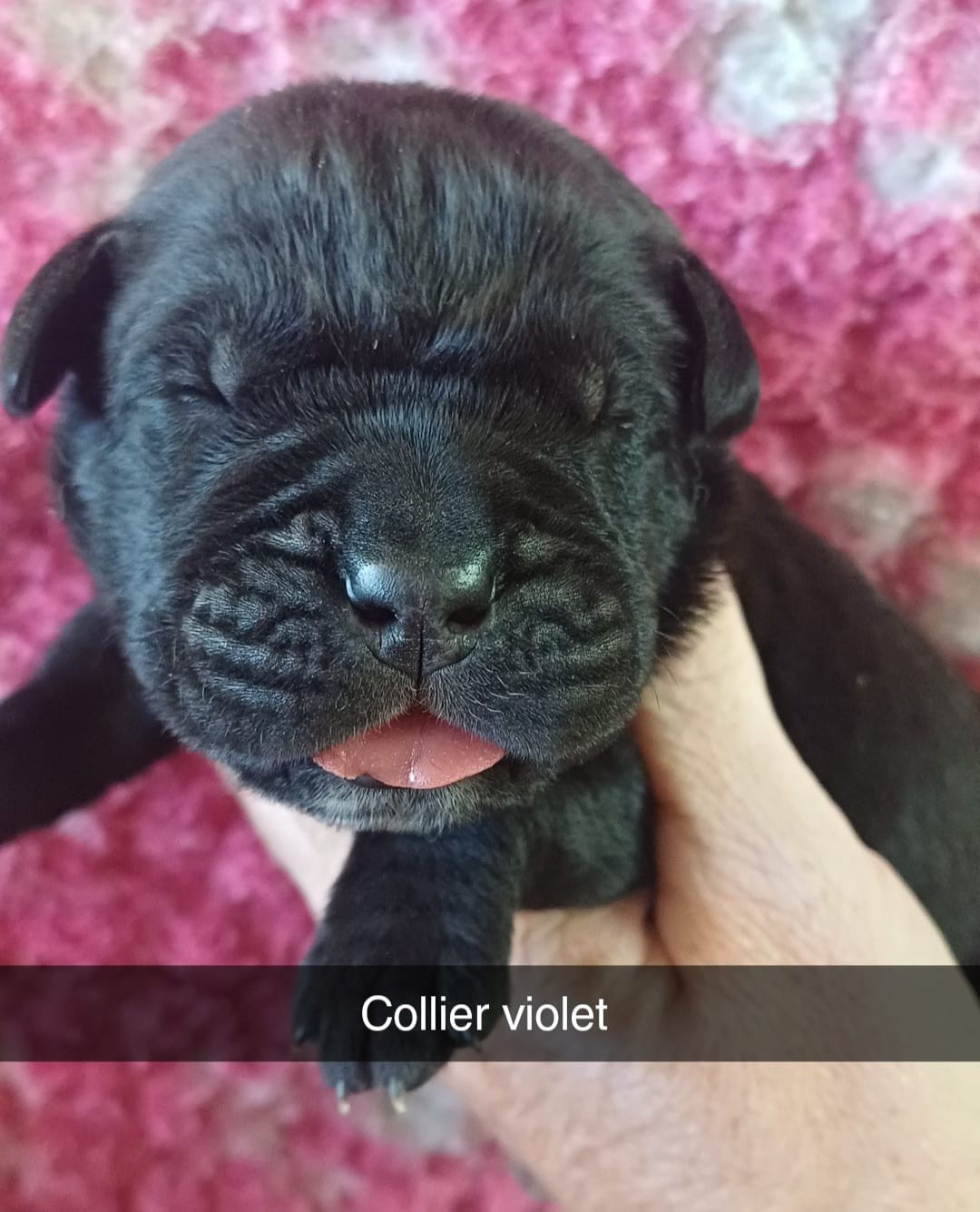 Du Clos des Trois Rivières - Chiots disponibles - Cane Corso