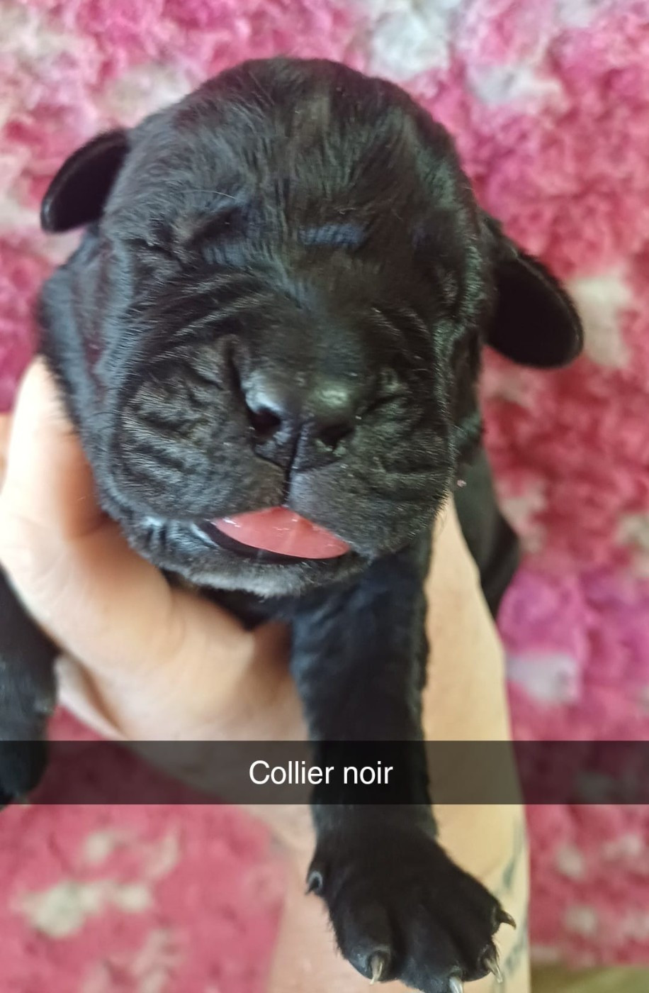 Du Clos des Trois Rivières - Chiots disponibles - Cane Corso