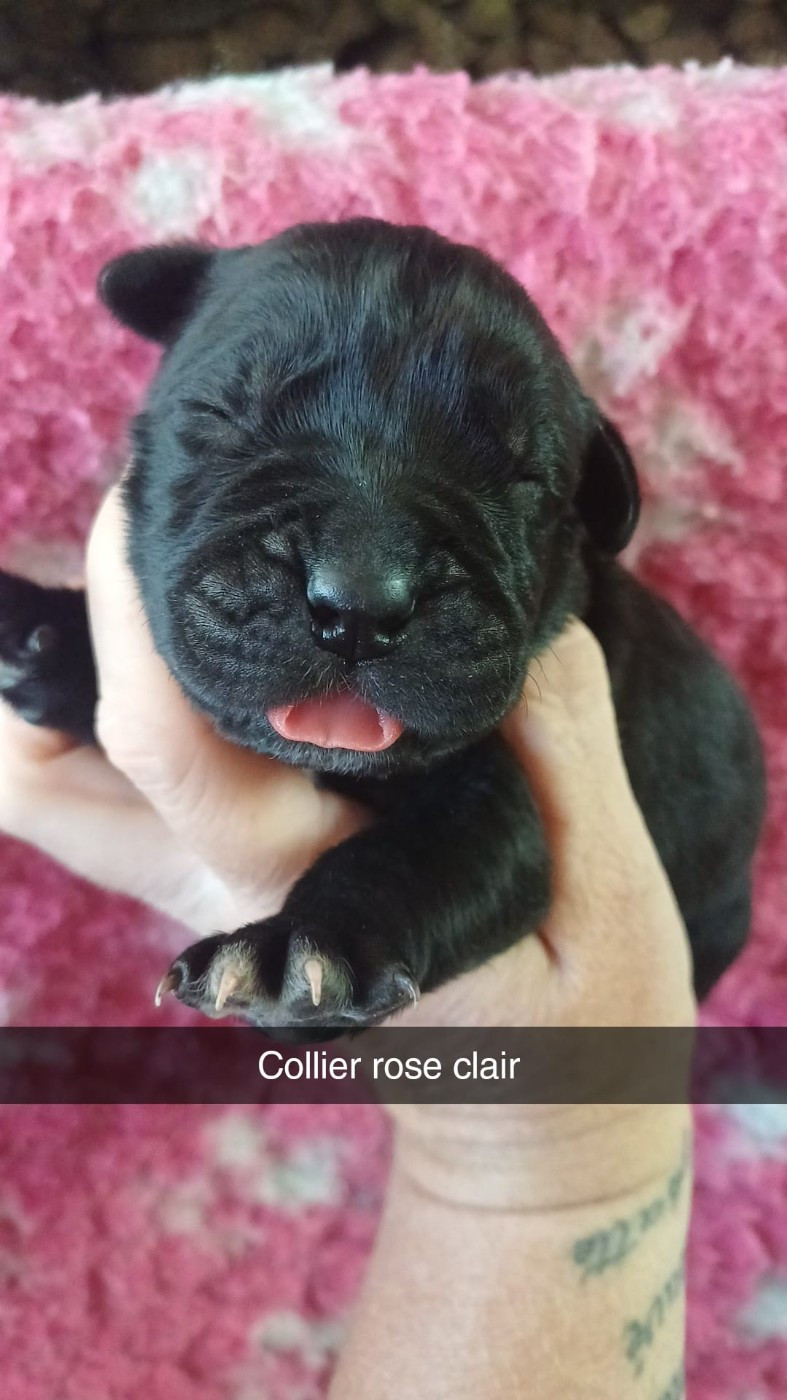 Du Clos des Trois Rivières - Chiots disponibles - Cane Corso