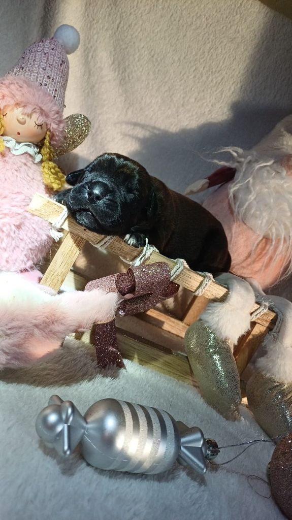 Du Clos des Trois Rivières - Chiots disponibles - Cane Corso