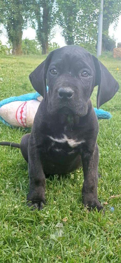 Du Clos des Trois Rivières - Chiots disponibles - Cane Corso