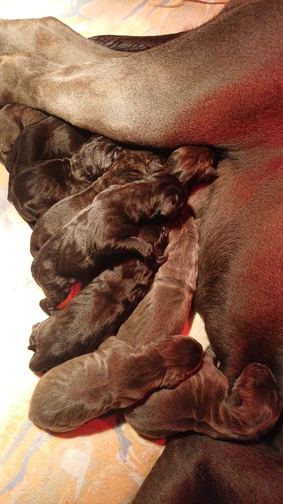 Chiot Cane Corso Du Clos des Trois Rivières