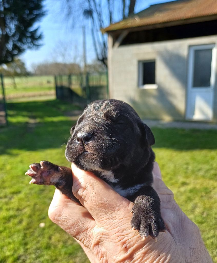 Du Clos des Trois Rivières - Chiots disponibles - Cane Corso