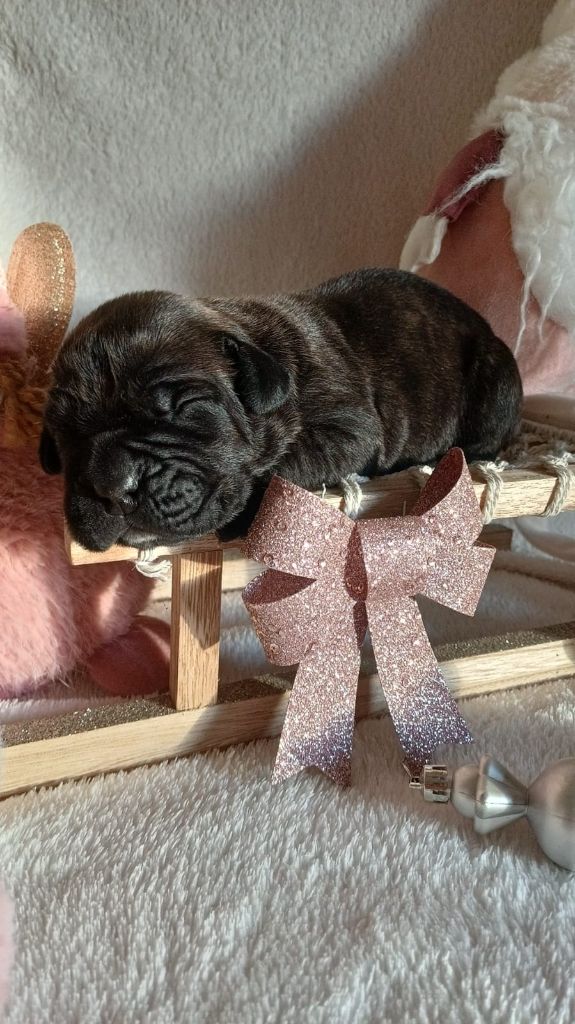 Du Clos des Trois Rivières - Chiots disponibles - Cane Corso