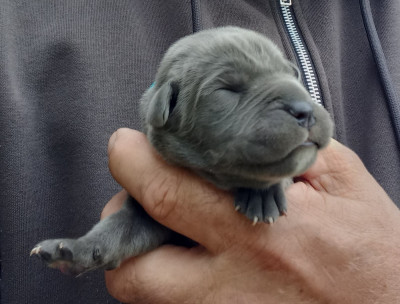 Chiot bleu