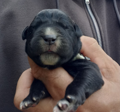 Chiot noir