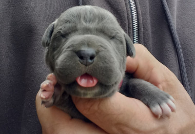 Chiot bleu
