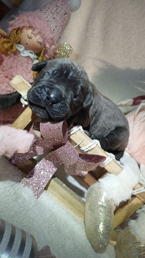 Du Clos des Trois Rivières - Chiots disponibles - Cane Corso