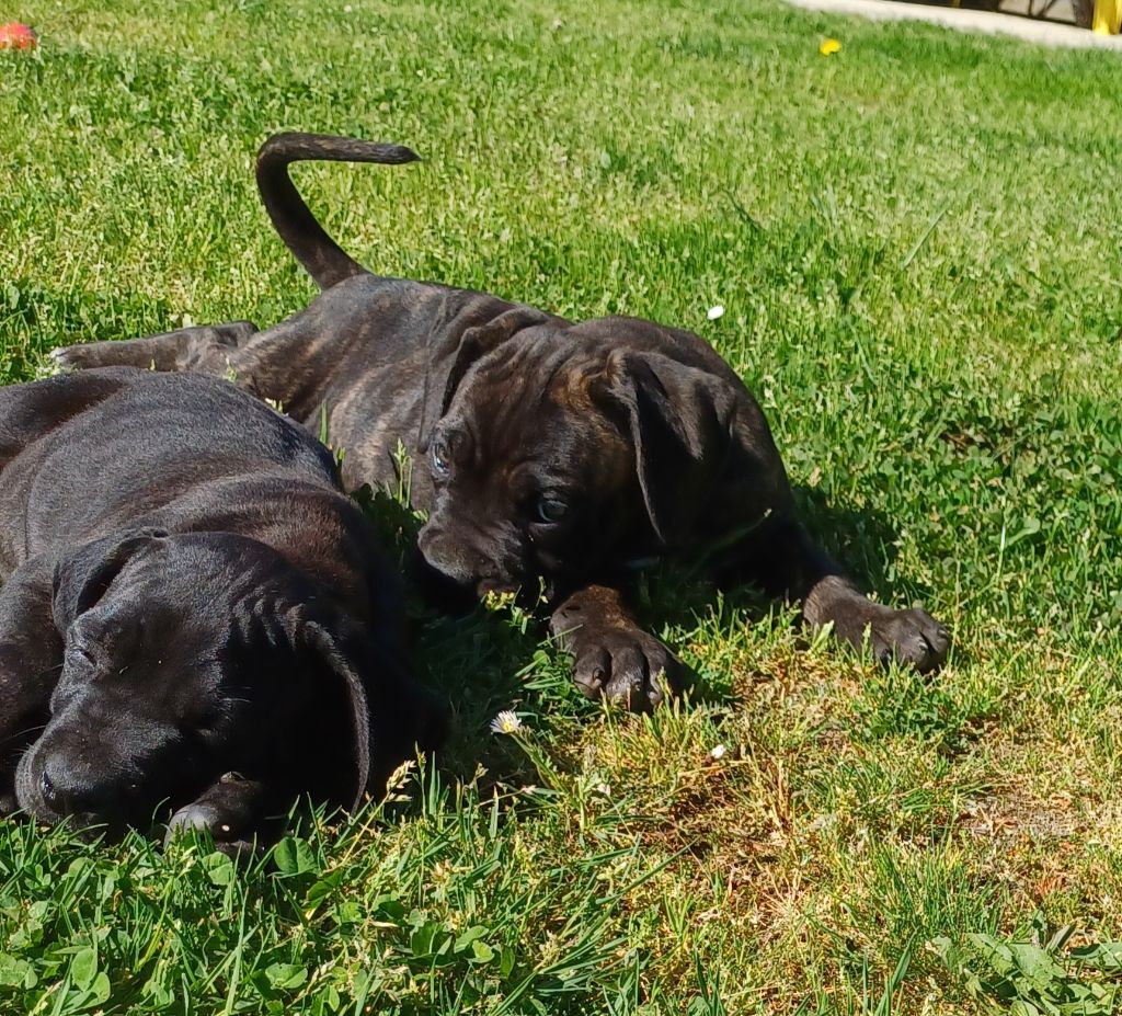 Du Clos des Trois Rivières - Chiots disponibles - Cane Corso